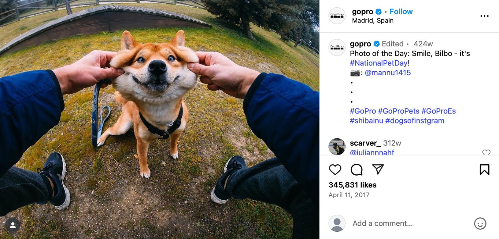 Shiba Inu dog smiling as its cheeks are gently stretched by two hands