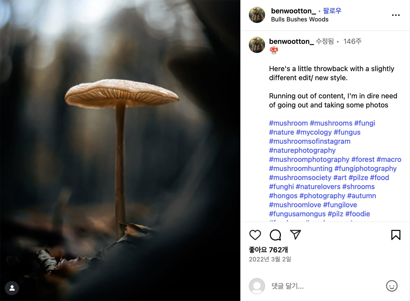 Close-up photo of a single mushroom growing in a forest with moody lighting